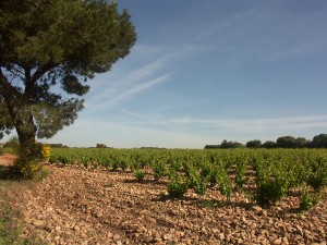 Vigne proche de la commune de Pignan